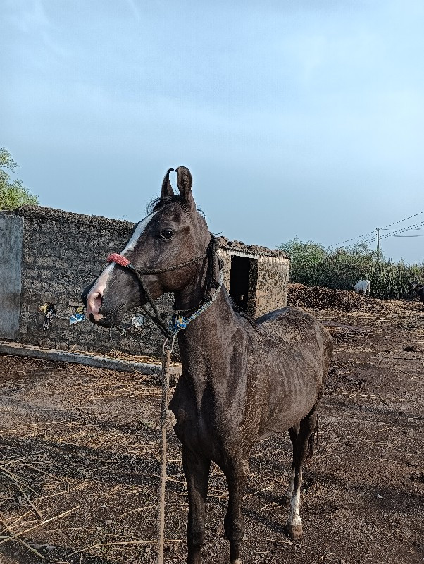 વછેરો