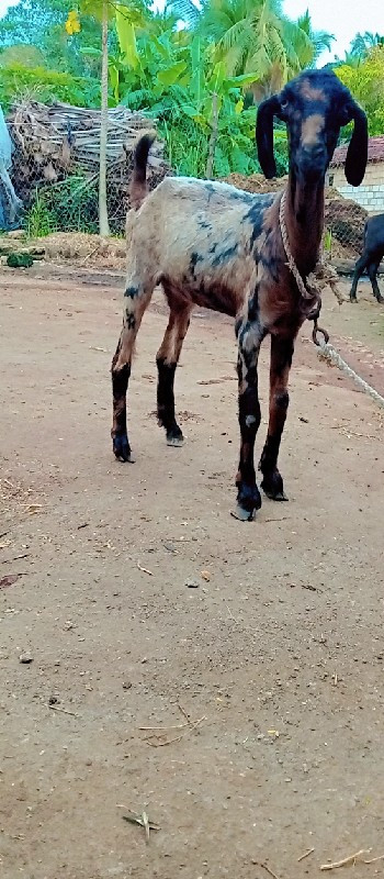 બકરી વેચવાની છે