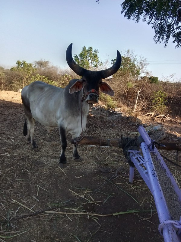 ગોડલો વેચવાનો છ...