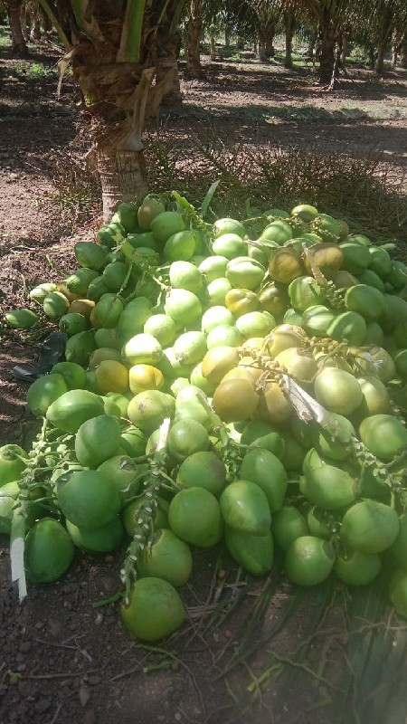 coconut mate ko...