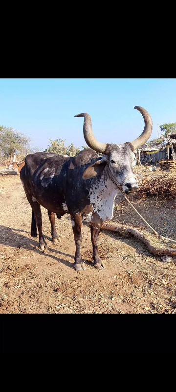 ભરત વેચવાનું છે