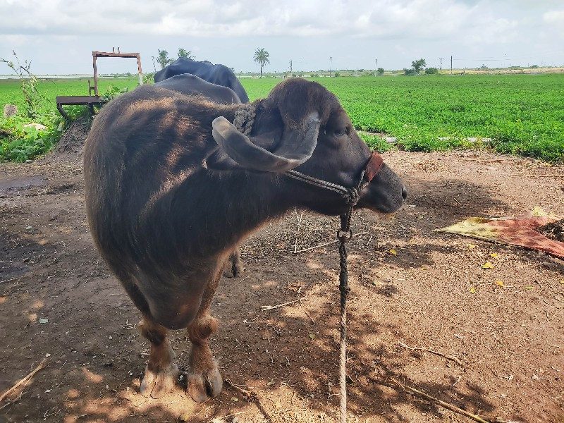 ભુરી ભેંસ વેચવા...