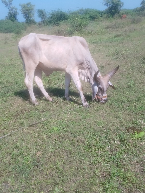 ગોઢલા વેચવાના છ...