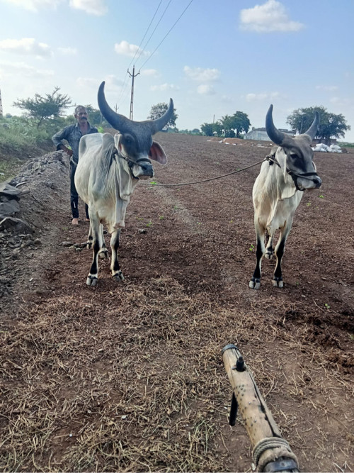 આ ગોઢલા વેચવા ન...