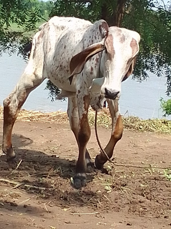 વાસડી