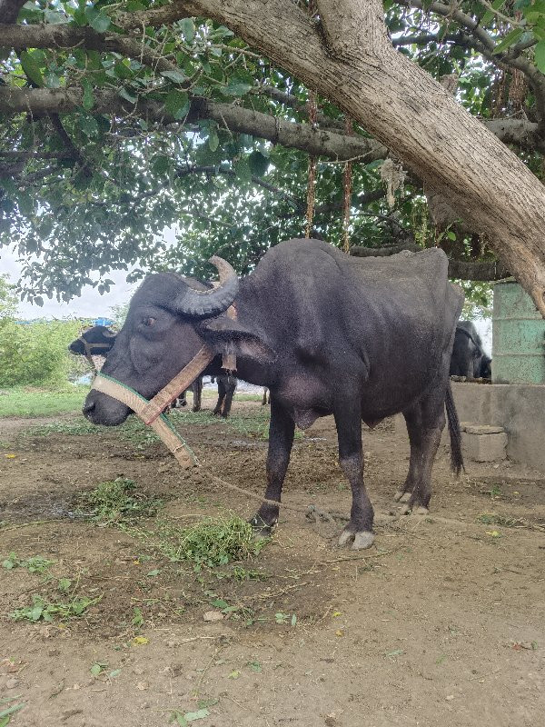 ભેંસ વેચવાની છે