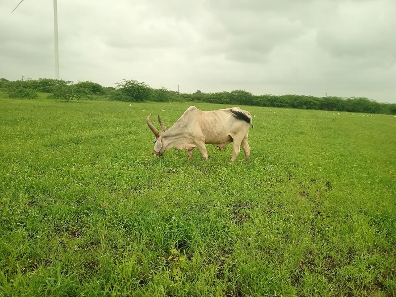 બળદ છે