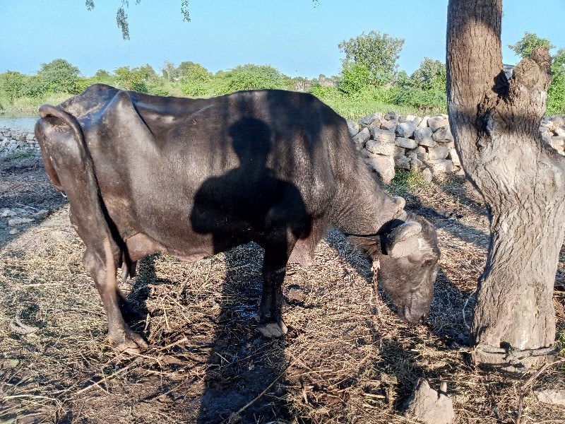 ભેંસ વેચવાની છે...