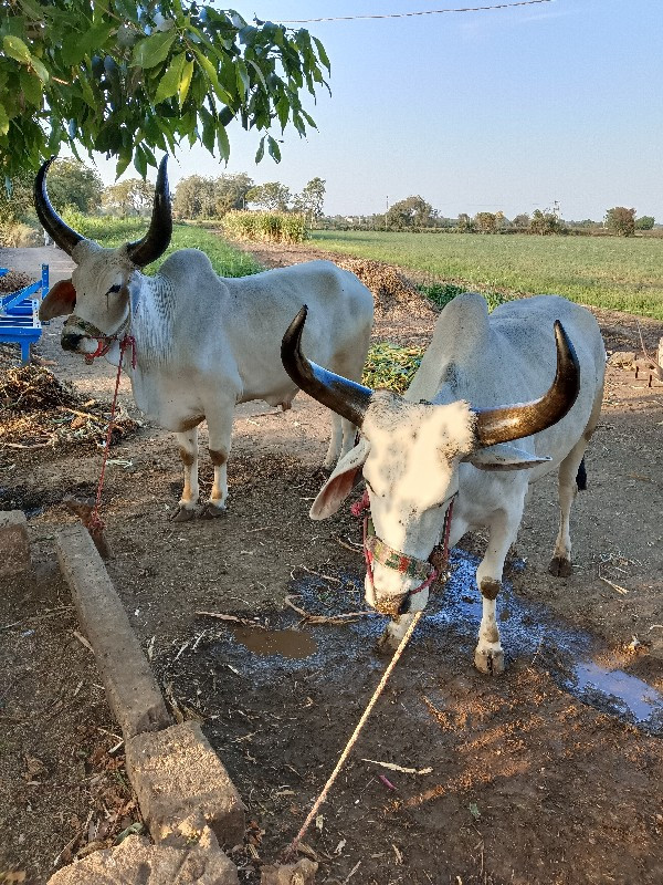 ગોઢલા વેચવાના છ...