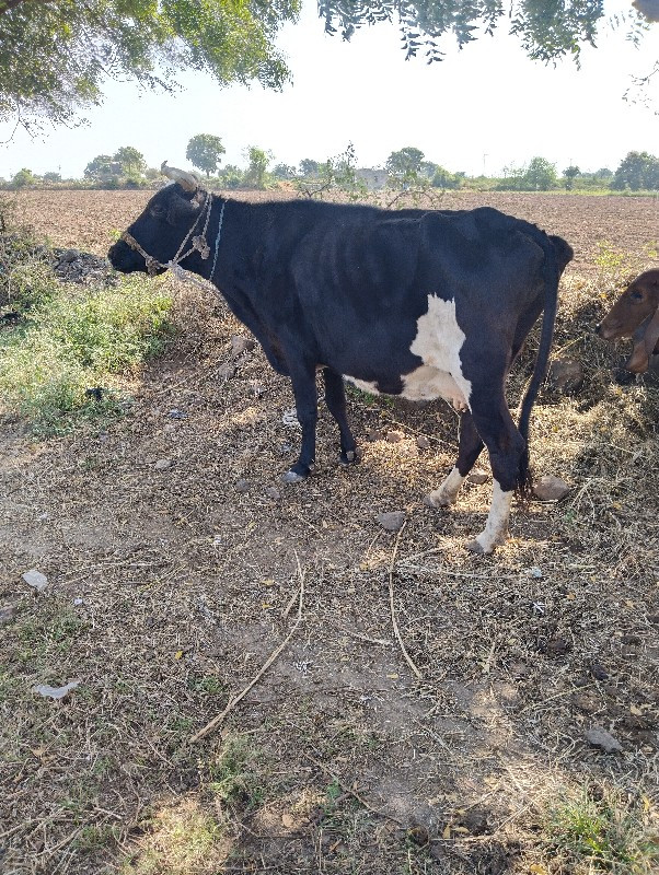 ગાય વેચવાની છે