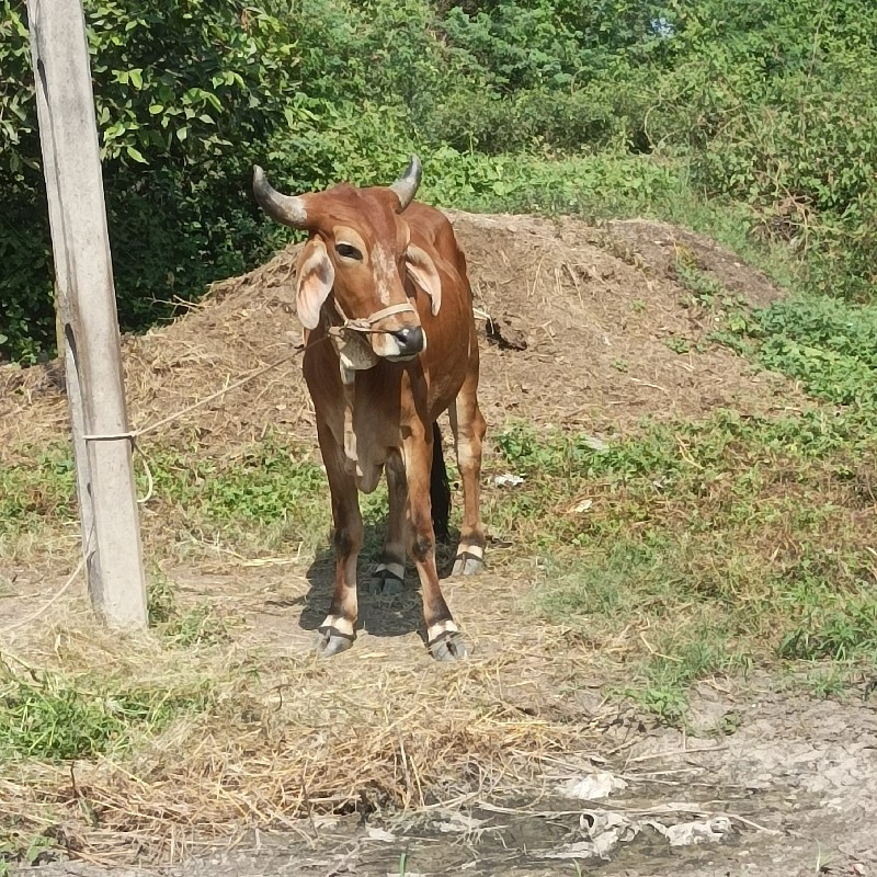 બળદ વેચવાનો છે