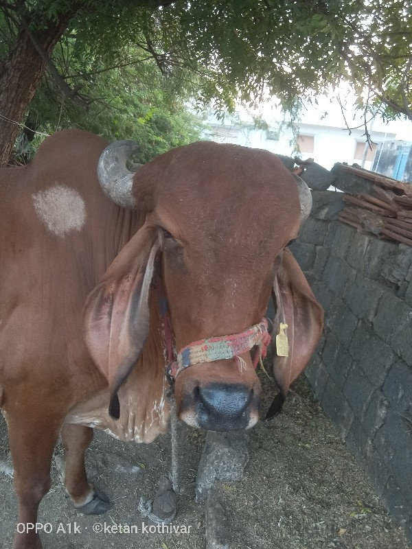 ગાય વેચવાની છે