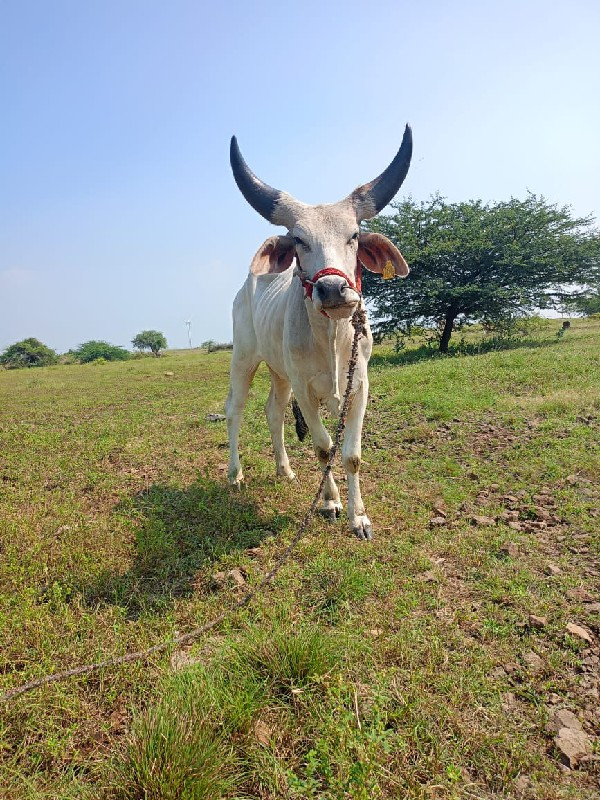 ઘોધલા વેચવા ના...