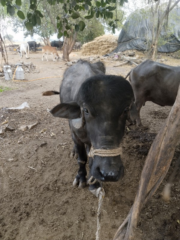 ખડેલુ