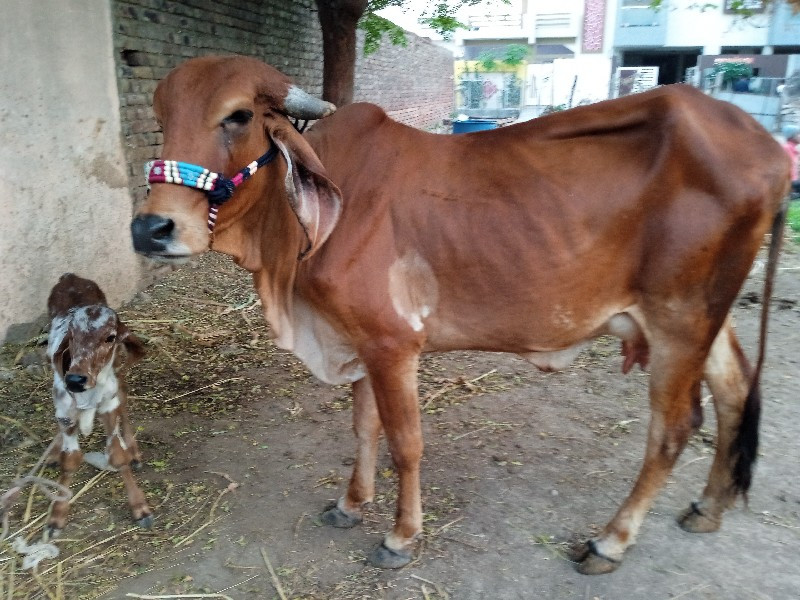 ગીર હોડકી વેચવા...