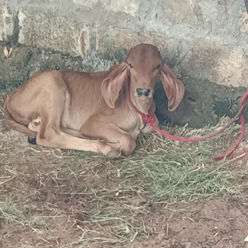 ગાય વેચવાની છે