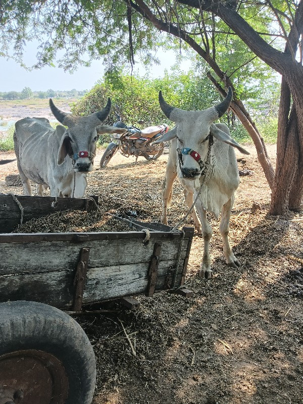 ગોઢલા વેચવાના છ...