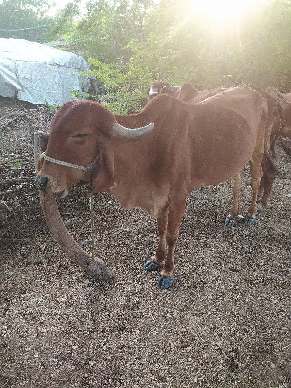 ગાયુ વેચવાની છે