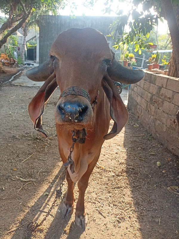 ગીર ગાય વેચવાની...