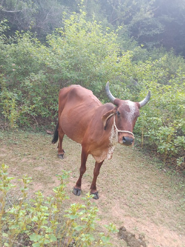 ગાય