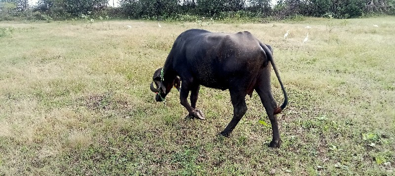 ભેંસ વેસવાની છે