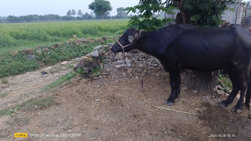 ભેંસ વેચવાની છે