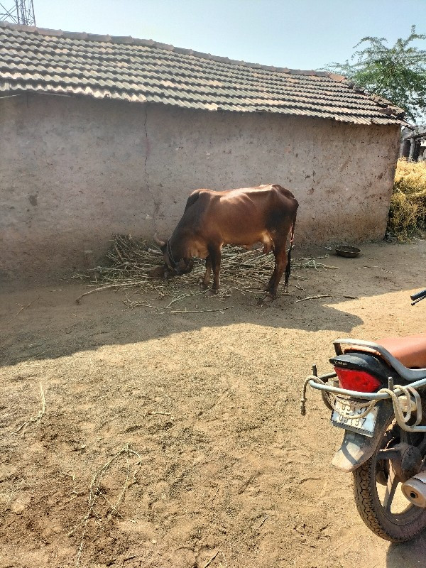 ગાય વેસ્વાની સે...