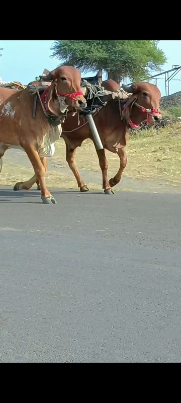 અરવિંદ દેવીપુજક