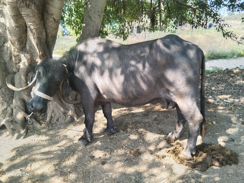 ભેંશ વેચવાની છે