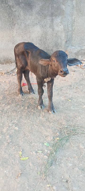 ખડેલી વેચવાની છ...