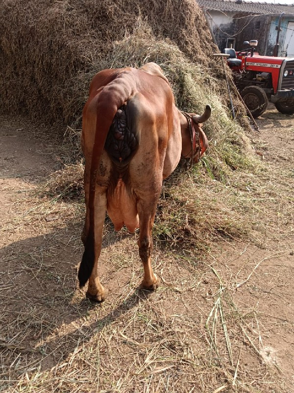 ગીર ગાય વેચવાની...