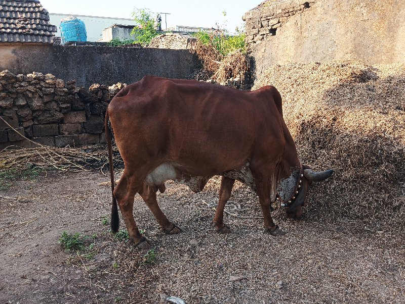 ગીર ગાય વેચવાની...