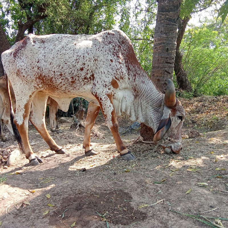 ઓડકી