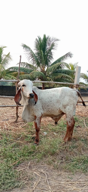 ગીર વાછડો