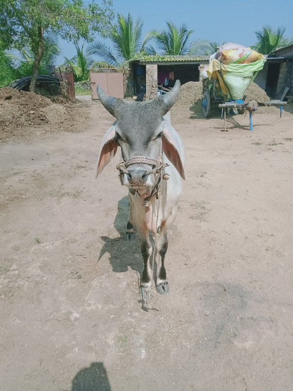 આવો વાસળો લેવાન...