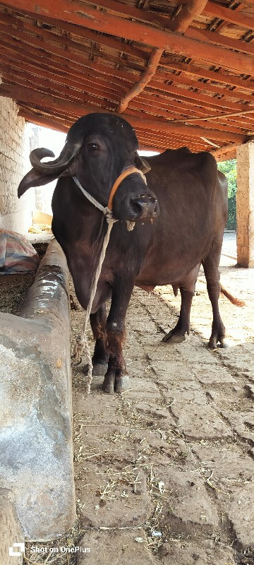 ભેંસ વેચવાની છે