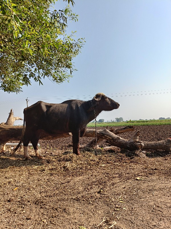 નવસાદરી ખડેલી વ...