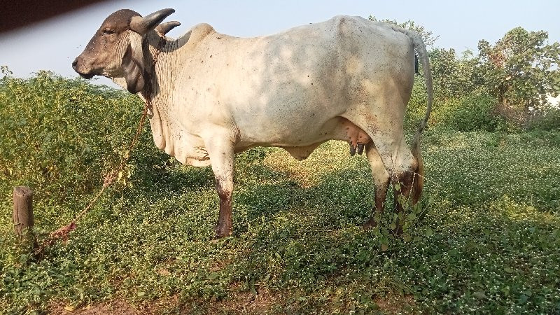 ગાય વેચવાની છે