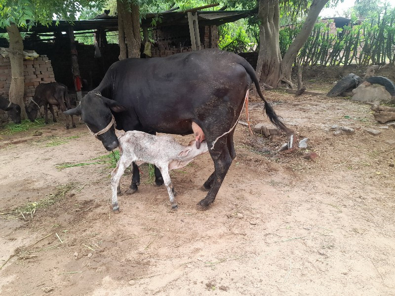 ગાય વેચવાની છે