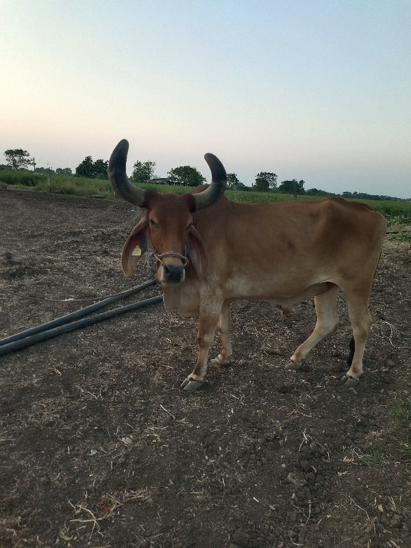 બડદ‌  વેચવાના છ...