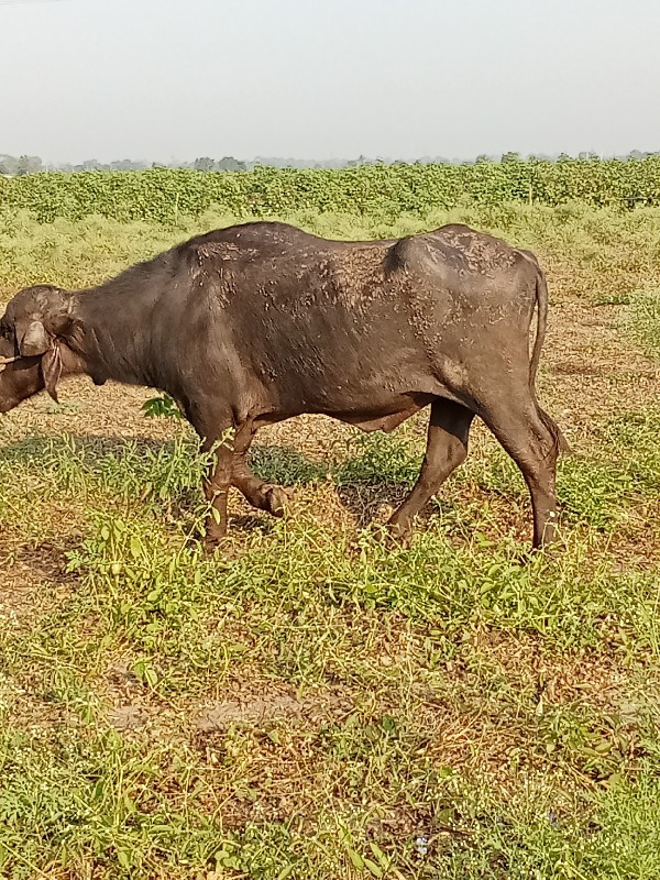 પાડો