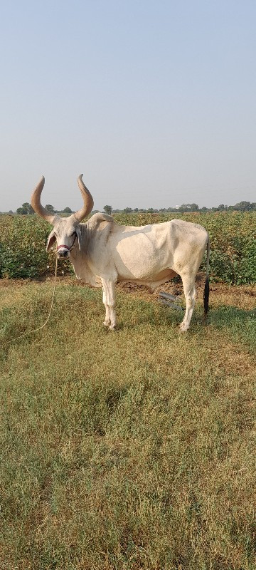 બળદ વેચવાનો છે.