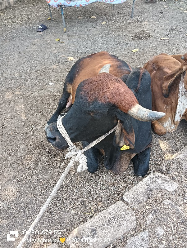 ગાય