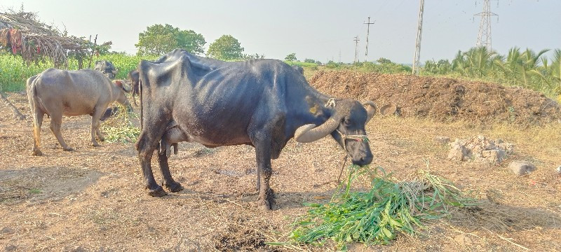 આ ભેંસ વેચવાની...