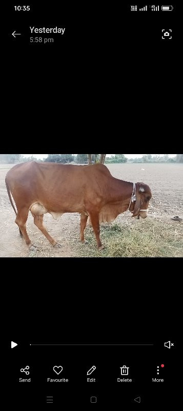 ગીર ગાય પેલું વ...