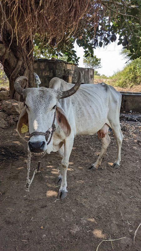 ગાઈ વેચવા ની છે