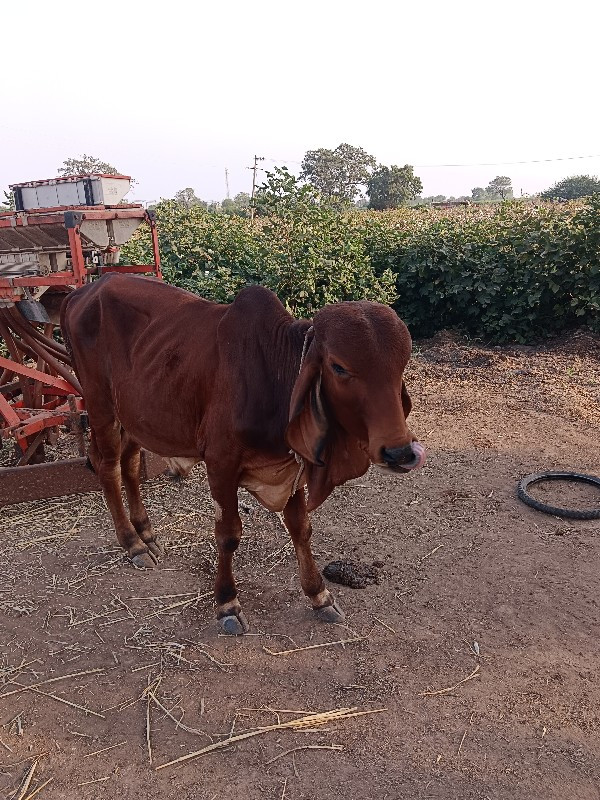 ગીર ઓલાદ નો વર્...