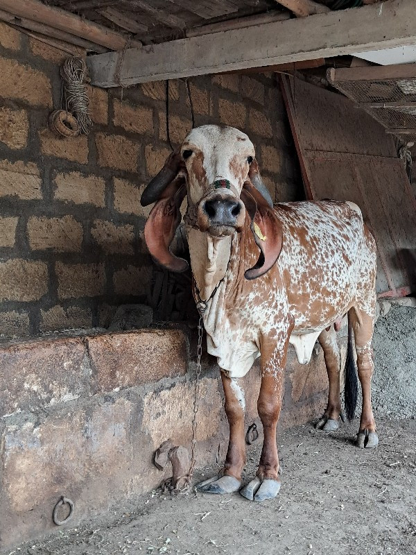 1વેતર 
 ગીર ગાય...