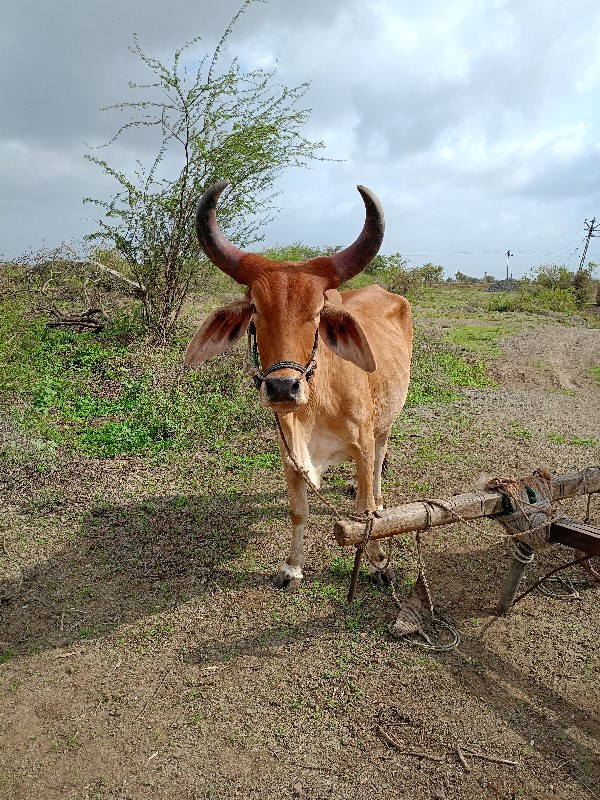 ગોઢલો લેવાનો છે