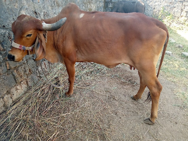 ગાય વૈચવાની છૈ